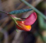 Lotus frondosus