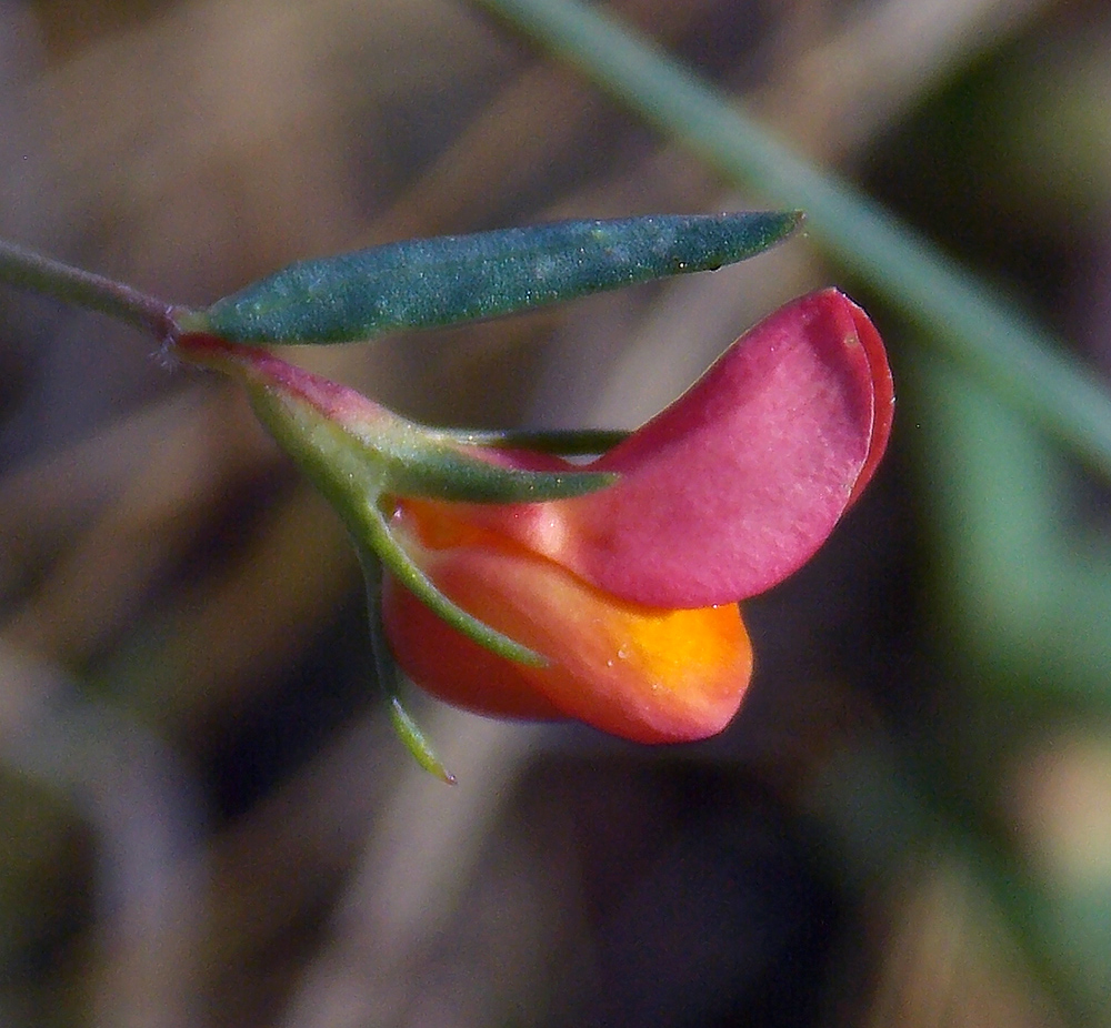 Image of Lotus frondosus specimen.