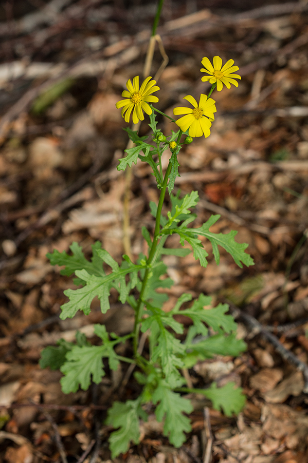 Image of genus Senecio specimen.