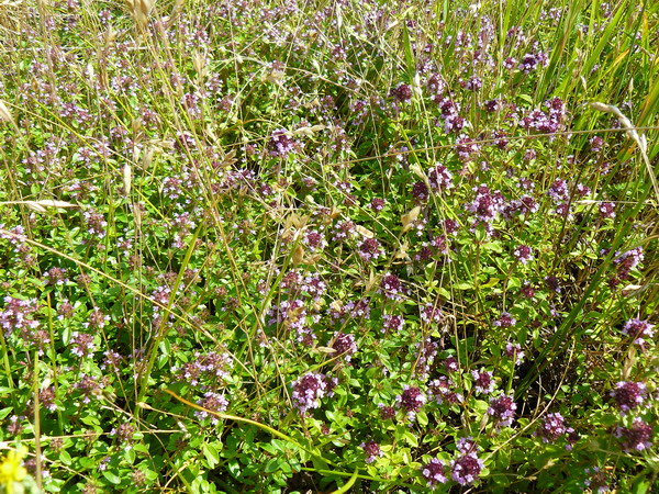 Image of Thymus ovatus specimen.