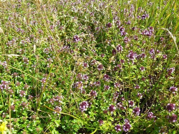 Изображение особи Thymus ovatus.