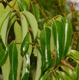 Litchi chinensis