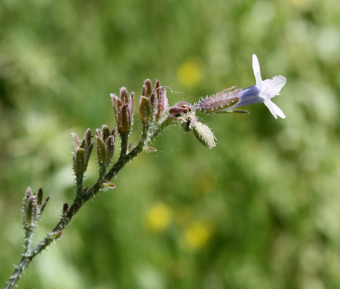 Image of Anchusa strigosa specimen.