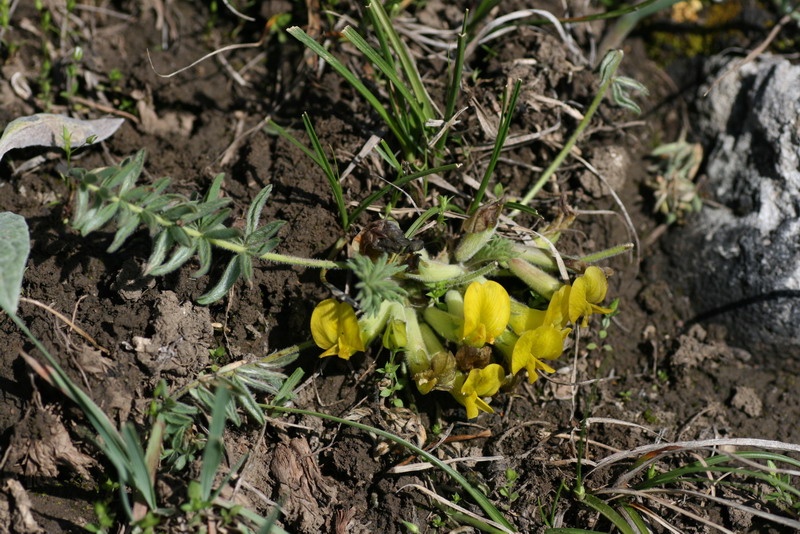 Изображение особи Astragalus alaicus.