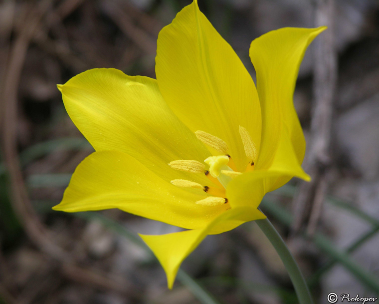 Изображение особи Tulipa suaveolens.