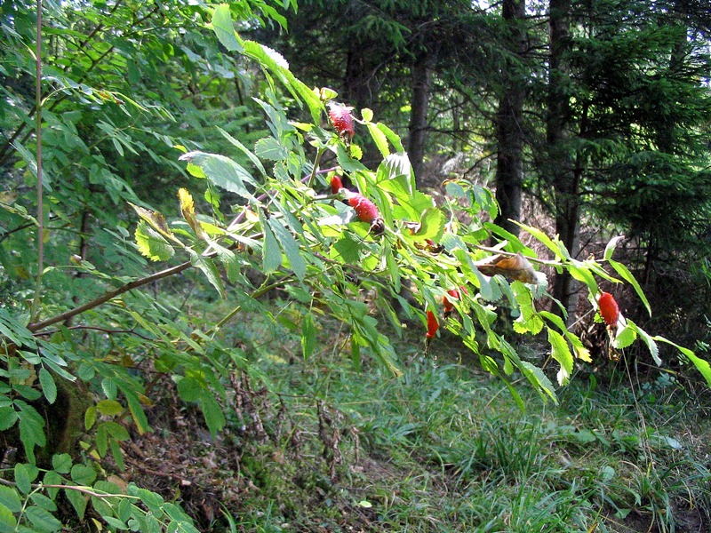 Image of Rosa pendulina specimen.