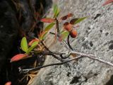 Cotoneaster × antoninae. Ветвь. Карелия, п-ов Киндо, бухта Биофильтров. 11.09.2009.