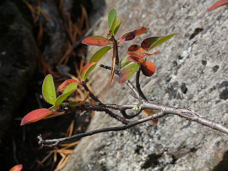 Изображение особи Cotoneaster &times; antoninae.