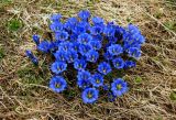 Gentiana grandiflora