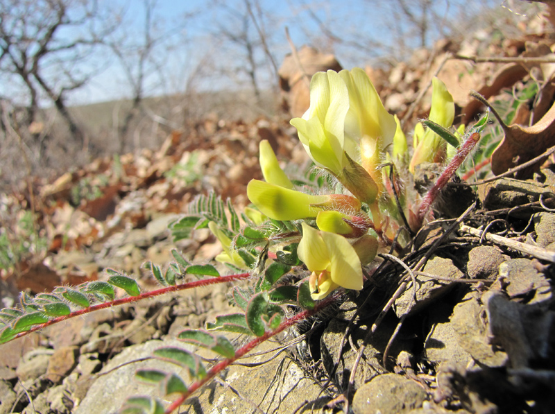 Изображение особи Astragalus utriger.