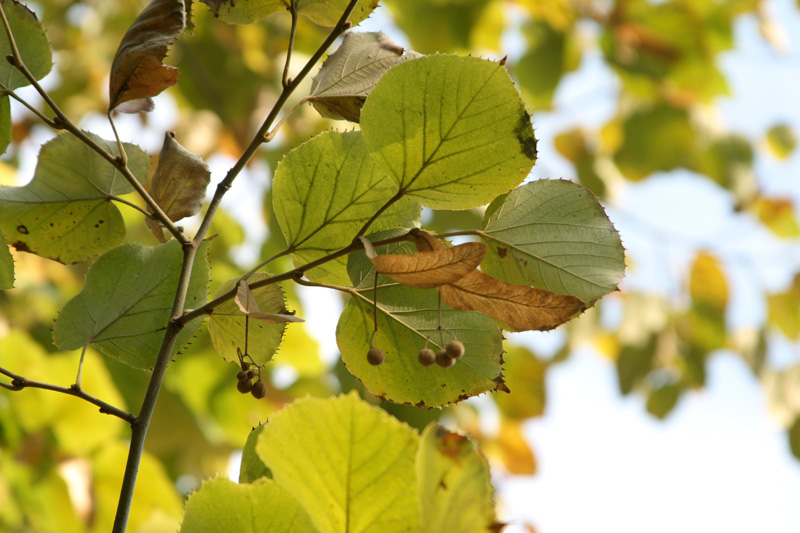 Изображение особи Tilia mandshurica.