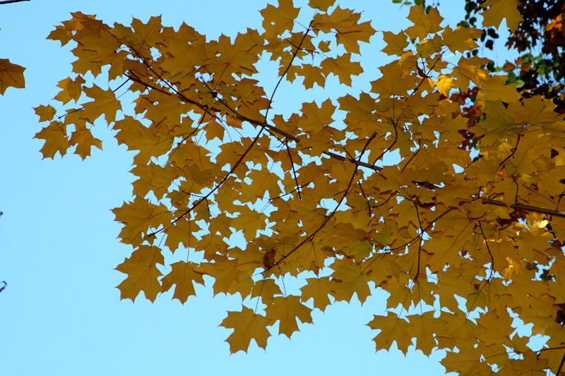 Image of Acer saccharum specimen.