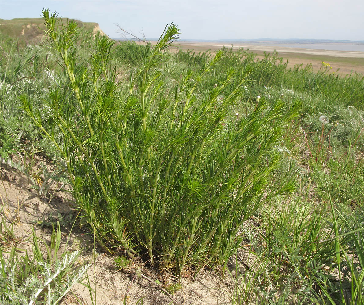 Изображение особи Galium verum.