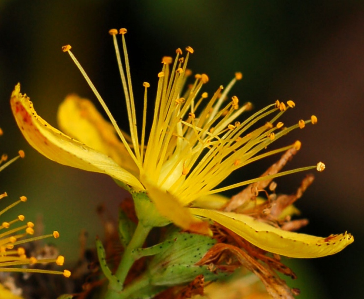 Изображение особи Hypericum attenuatum.