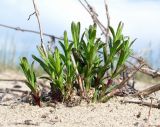 Silene tatarica