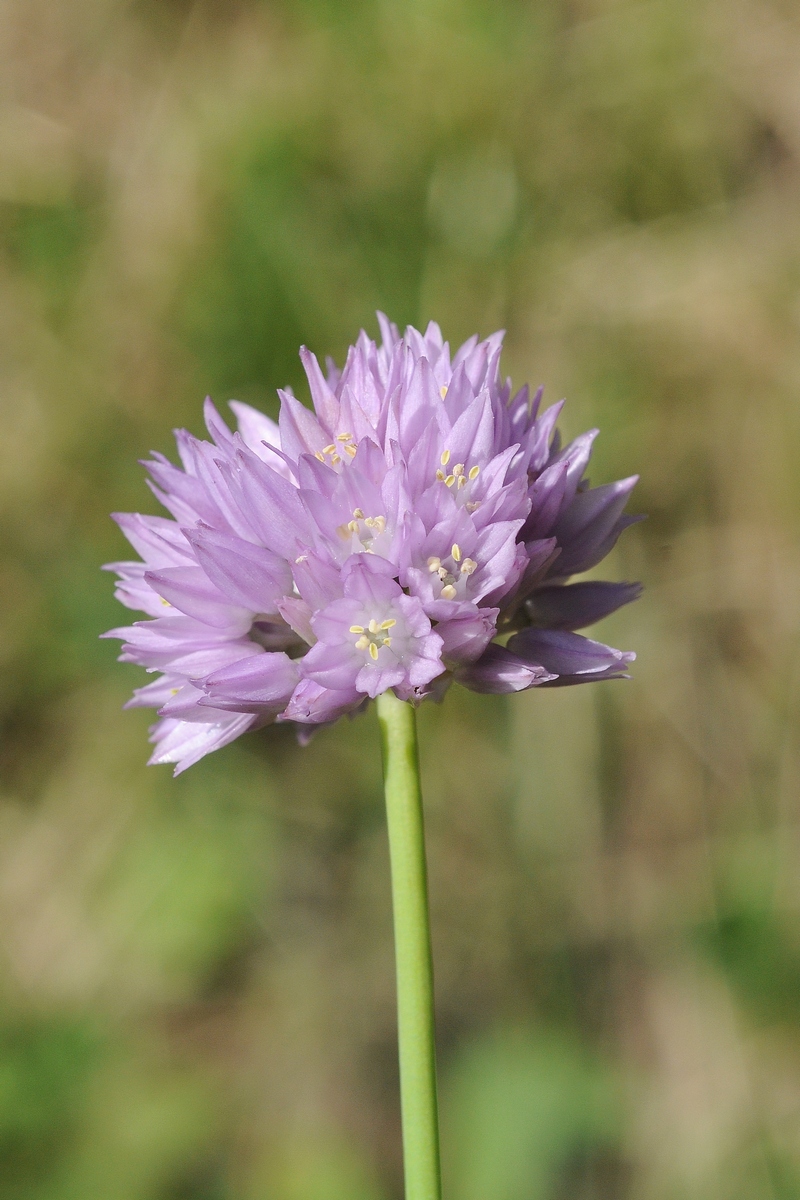 Image of Allium schoenoprasoides specimen.