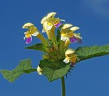 Galeopsis speciosa. Верхушка цветущего растения. Московская обл., Раменский р-н, окр. ж.-д. платформы Хрипань, залежь. 30.07.2015.