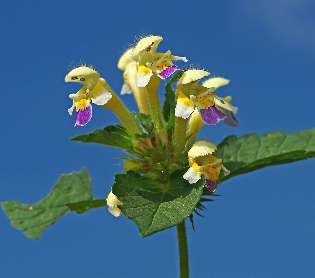 Изображение особи Galeopsis speciosa.