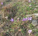 Crocus pallasii