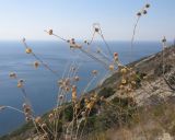 Linum squamulosum