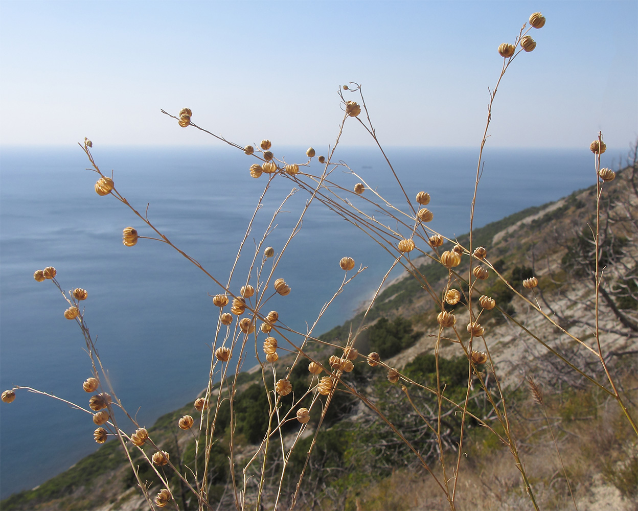 Image of Linum squamulosum specimen.