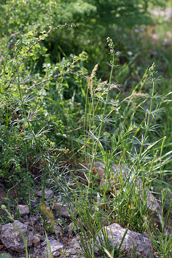 Изображение особи Galium verum.