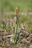 Carex panicea. Цветущее растение. Ленинградская обл., Волосовский р-н, на низкотравном вытоптанном лугу у берега водоёма. 30.05.2015.