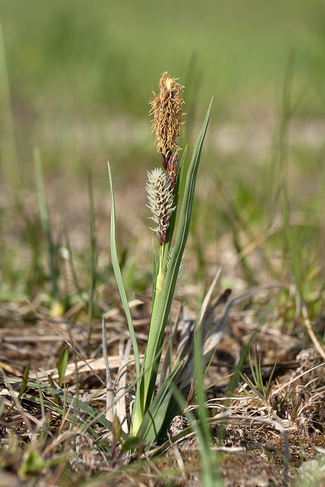 Image of Carex panicea specimen.