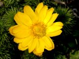 Adonis vernalis