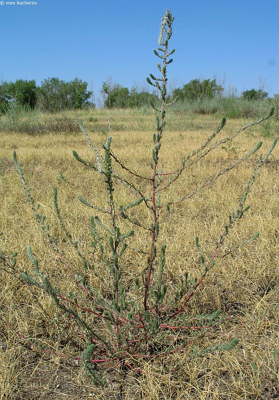 Изображение особи Bassia laniflora.