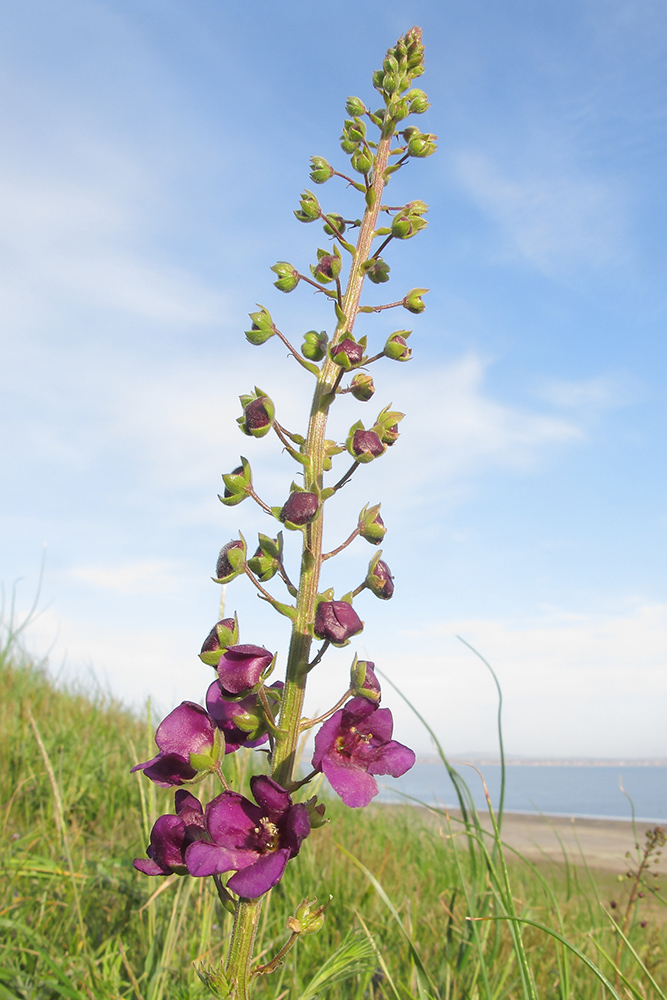 Image of Verbascum phoeniceum specimen.