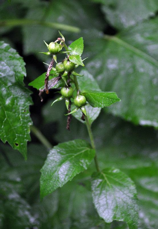Image of Campanula latifolia specimen.