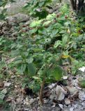 Clerodendrum calamitosum. Плодоносящее растение. Андаманские острова, остров Лонг, в культуре. 06.01.2015.