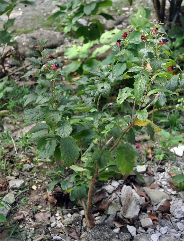 Image of Clerodendrum calamitosum specimen.