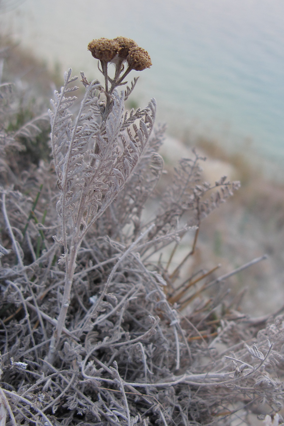 Image of Tanacetum millefolium specimen.