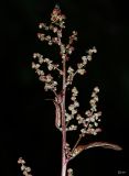 Image of taxon representative. Author is Сергей Наумов