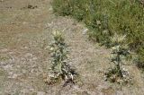 Cirsium turkestanicum