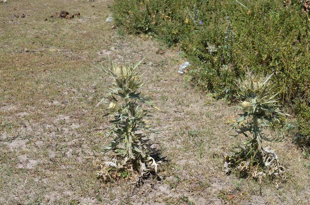 Изображение особи Cirsium turkestanicum.