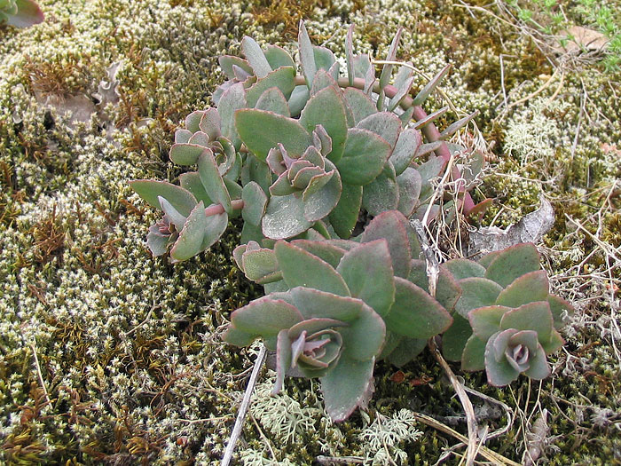 Image of Hylotelephium ruprechtii specimen.