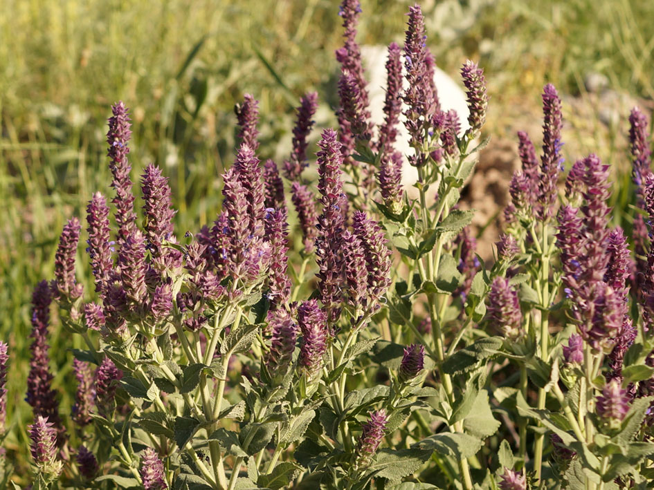 Image of Salvia deserta specimen.