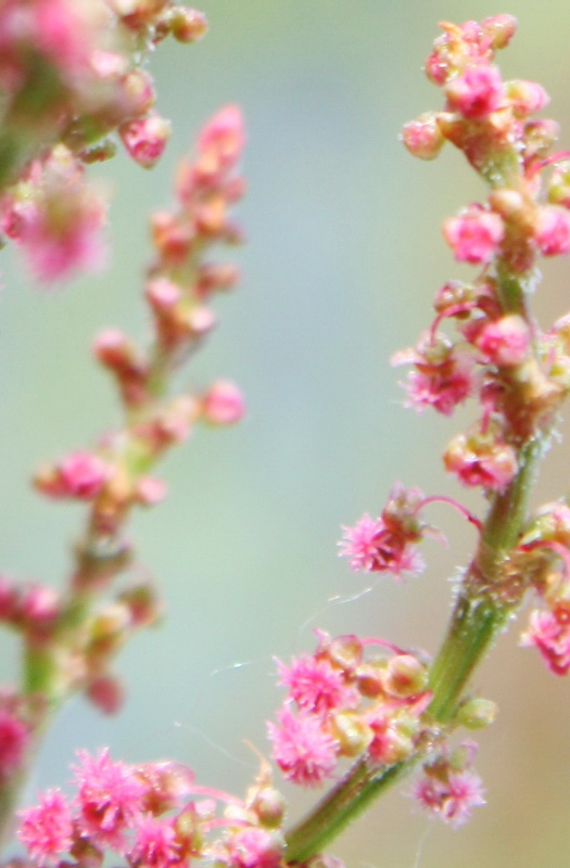 Изображение особи Rumex thyrsiflorus.