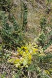 Astragalus schanginianus