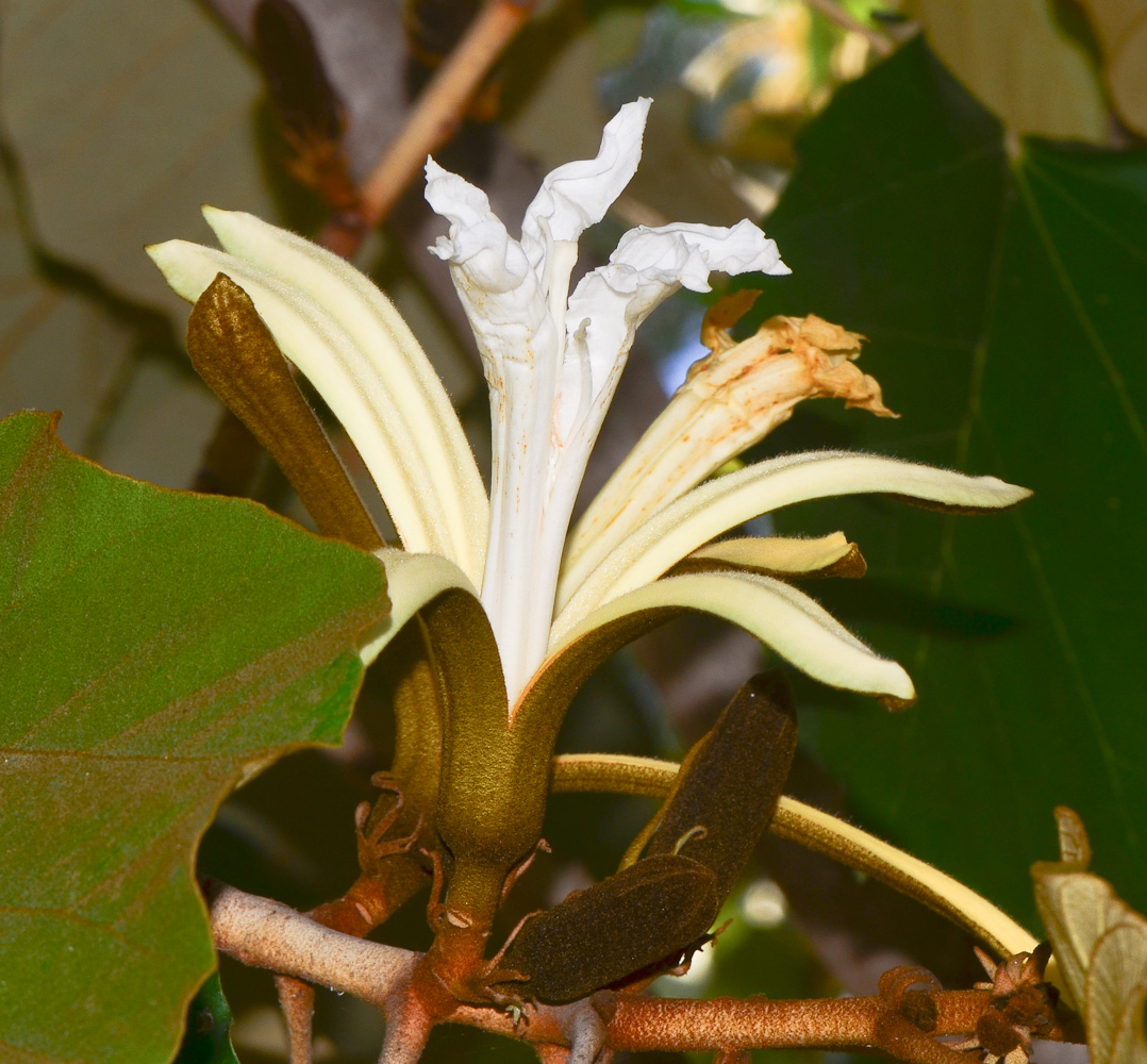 Изображение особи Pterospermum acerifolium.