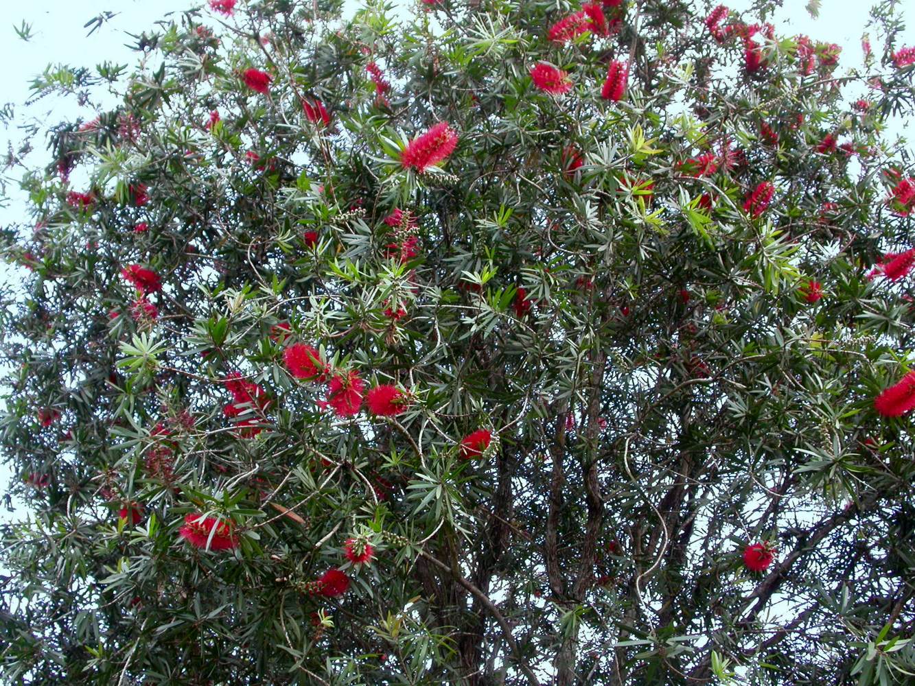 Image of Callistemon citrinus specimen.