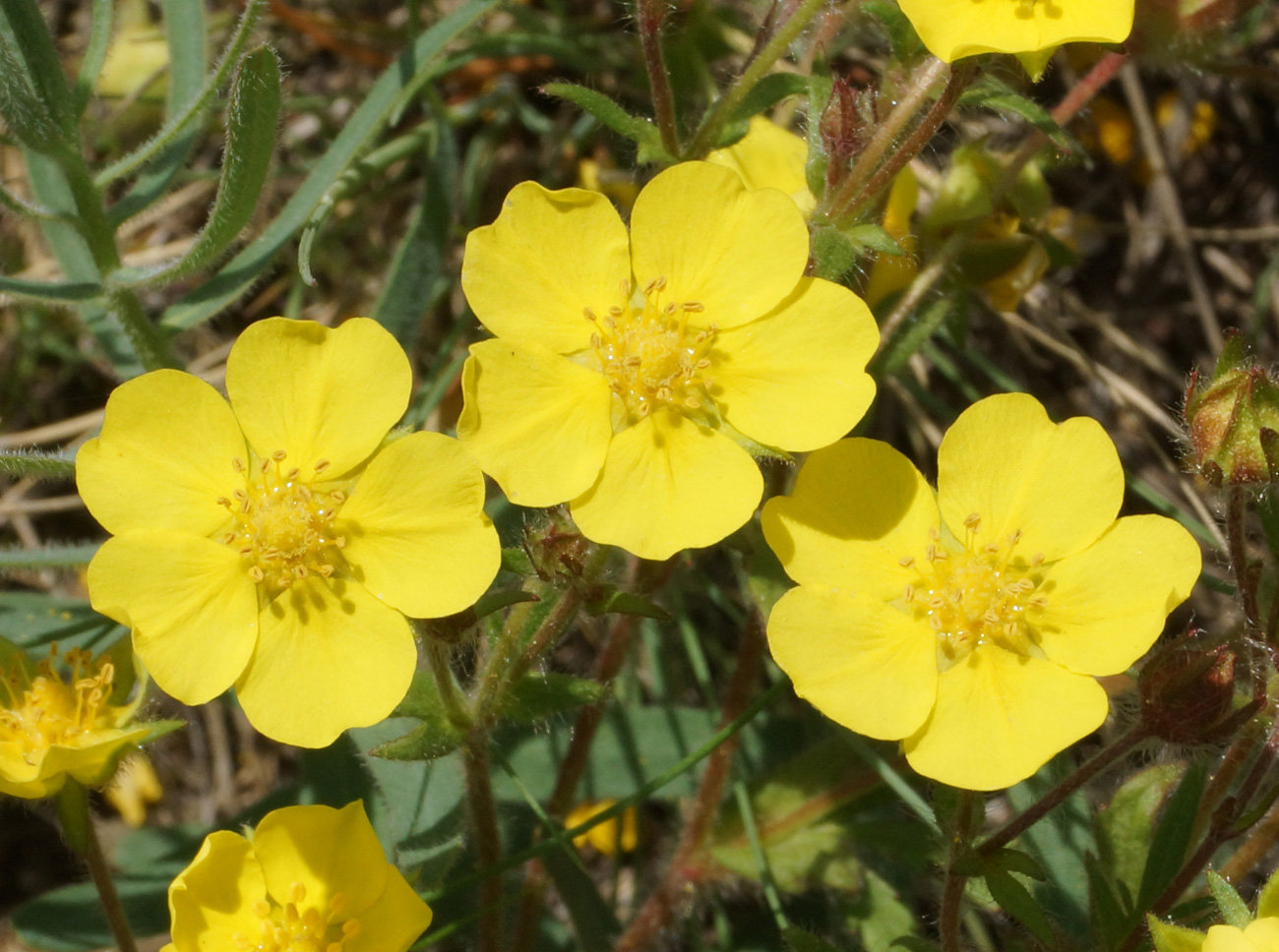 Image of Potentilla humifusa specimen.