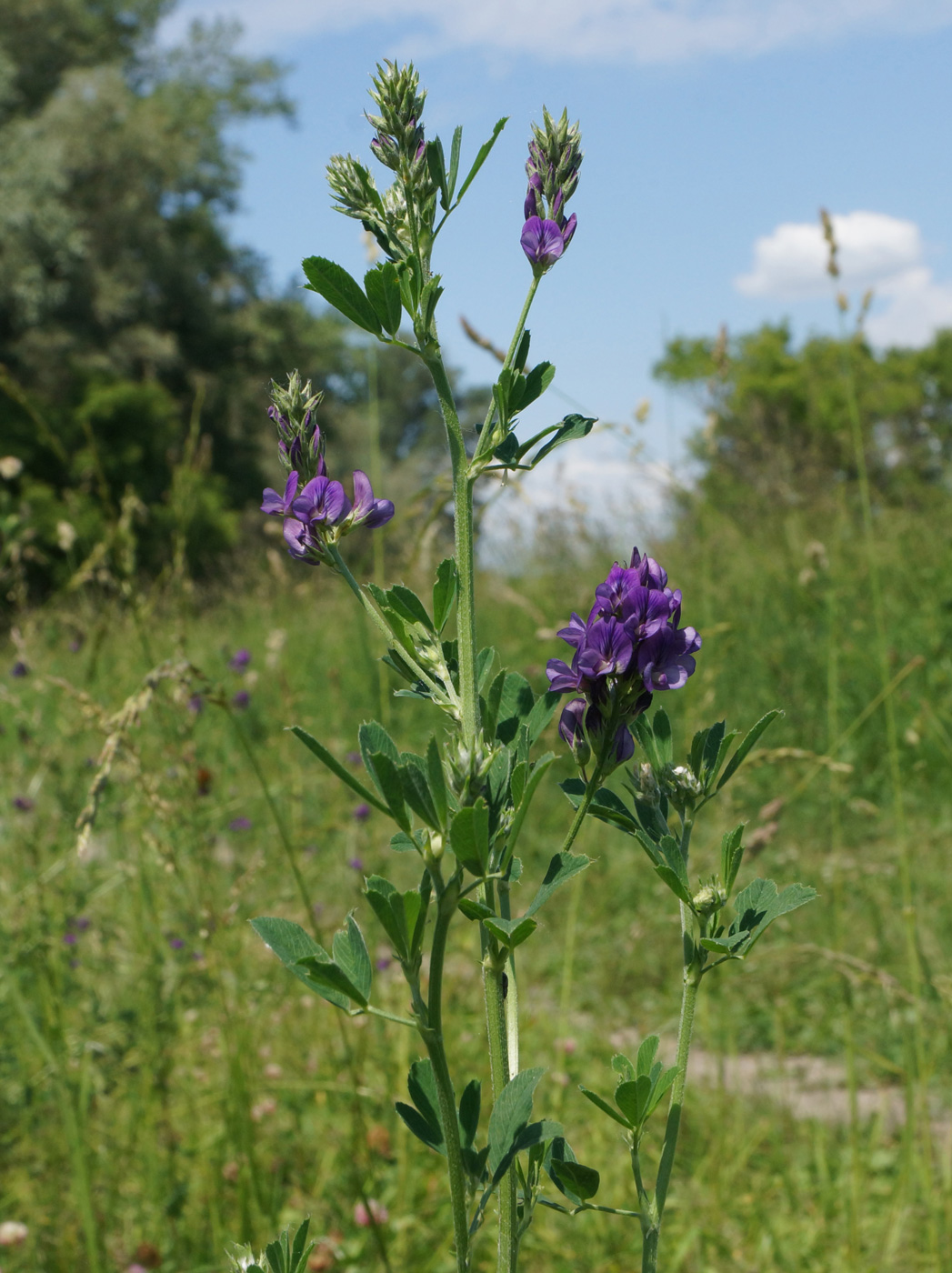 Изображение особи Medicago sativa.