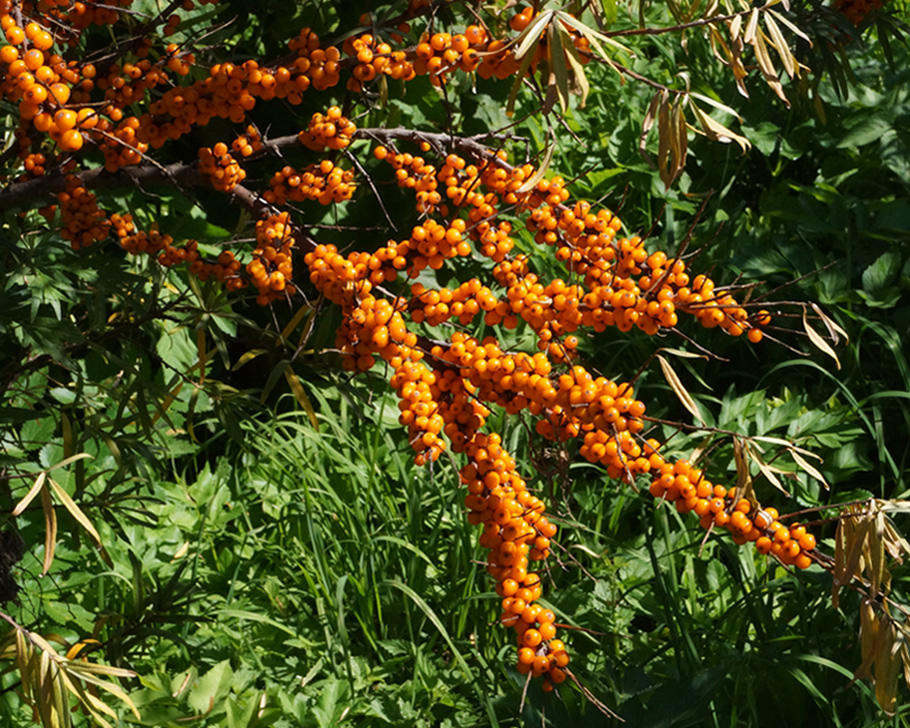 Изображение особи Hippophae rhamnoides.