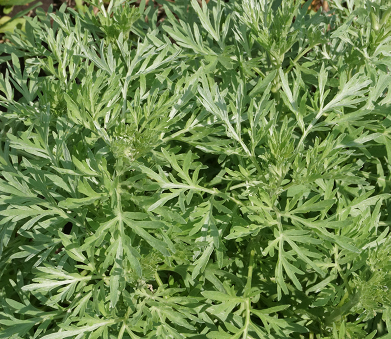 Image of Artemisia absinthium specimen.