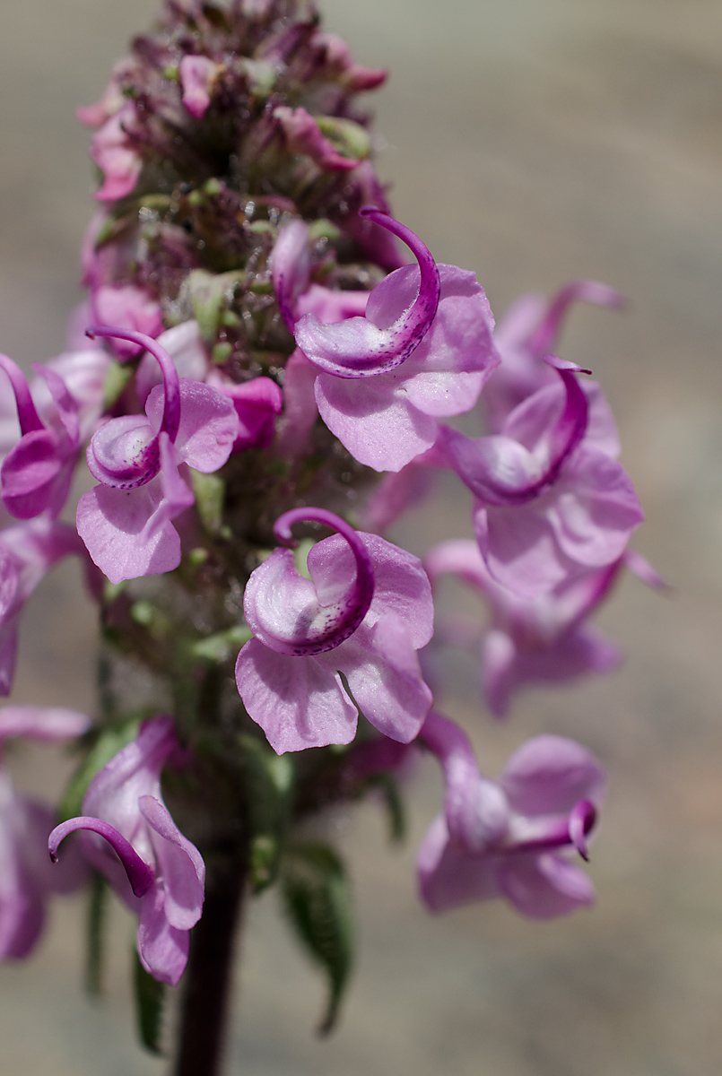 Image of Pedicularis fetisowii specimen.