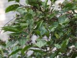 Philadelphus coronarius